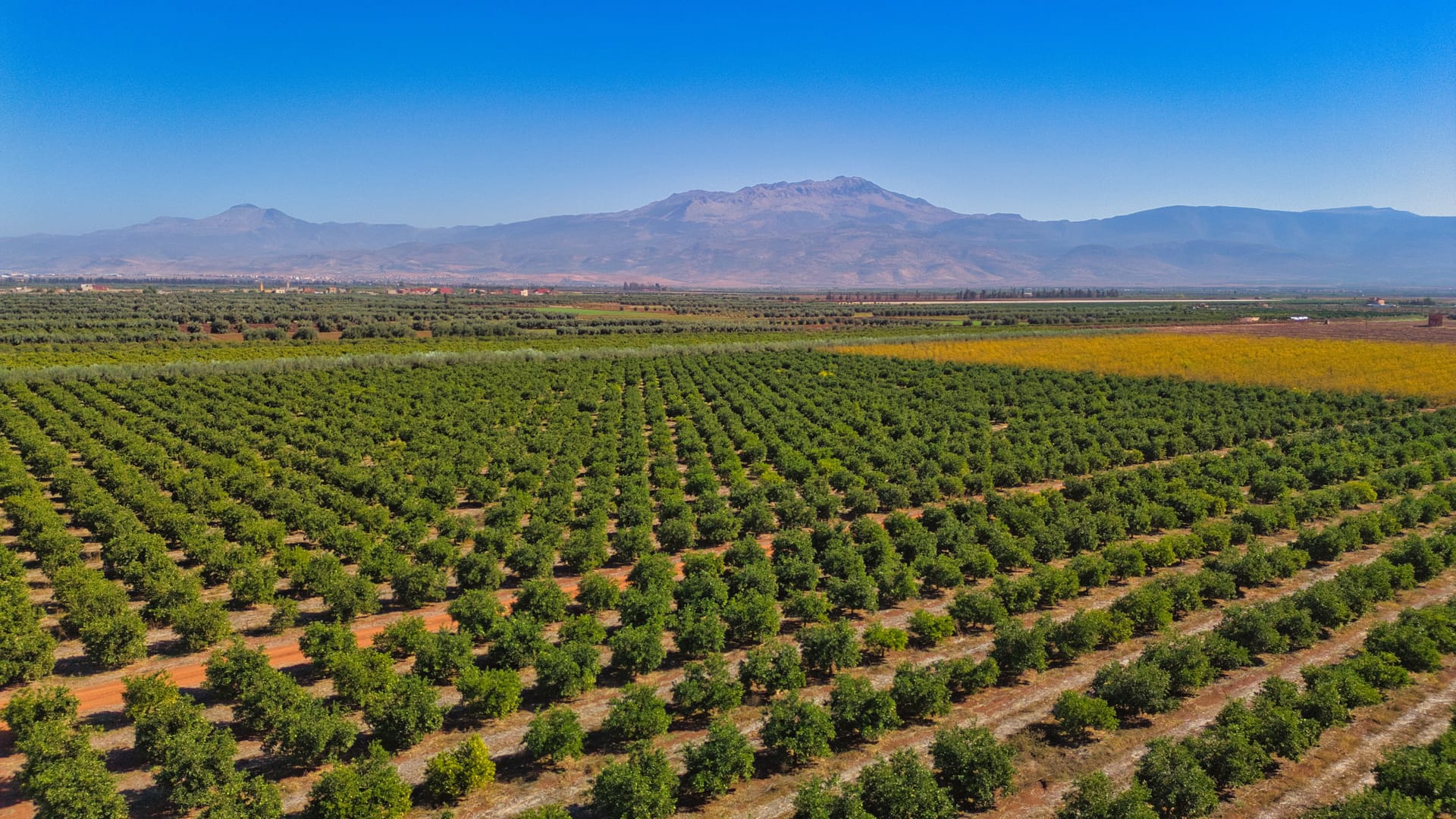 AGRICULTURE
